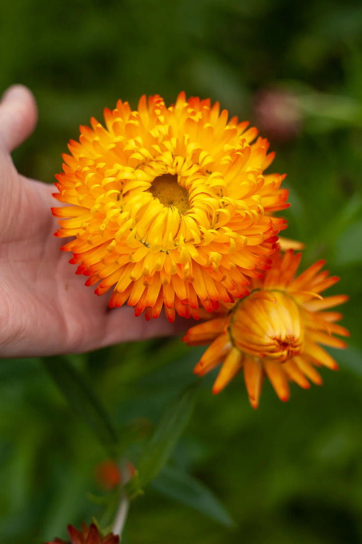 Yellow Orange Straw Flower Seeds for Planting, 100 pcs