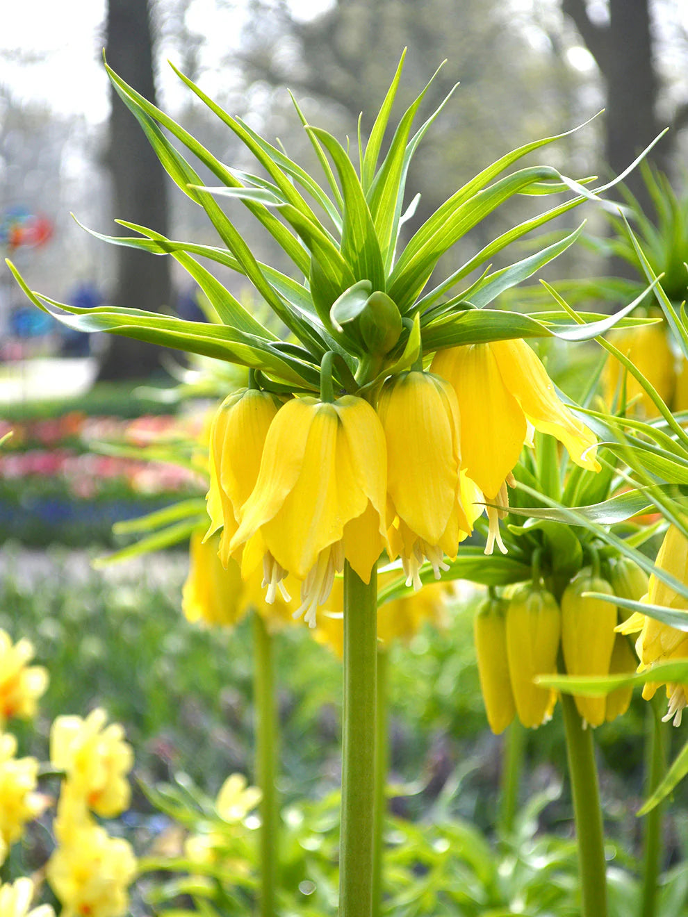 Yellow Fritillaria Imperialis Flower Seeds for Planting Spring Blooms 100 pcs