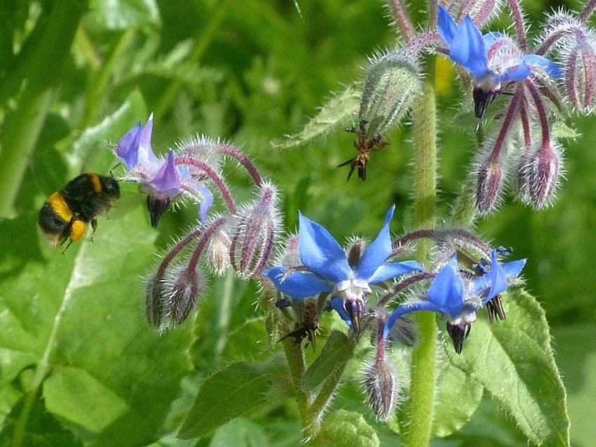 Mørkeblå Borage Blomsterfrø til udplantning, 100 stk