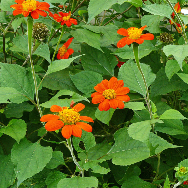 Heirloom Non-GMO Mexican Sunflower Seeds – Orange Blooms for Planting
