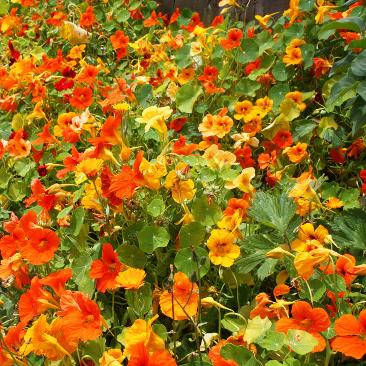 Bland Nasturtium blomsterfrø til plantning - 100 stk