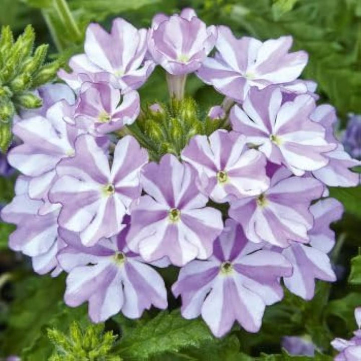 Hvid lilla Verbena Blomsterfrø til udplantning, 100 stk