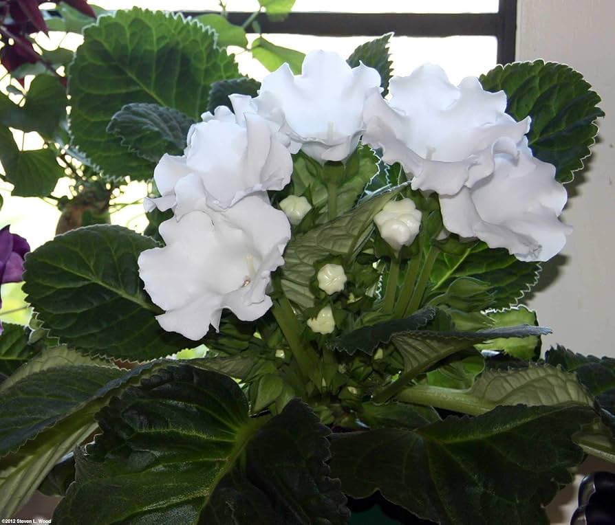 Hvide Gloxinia frø til plantning - 100 stk