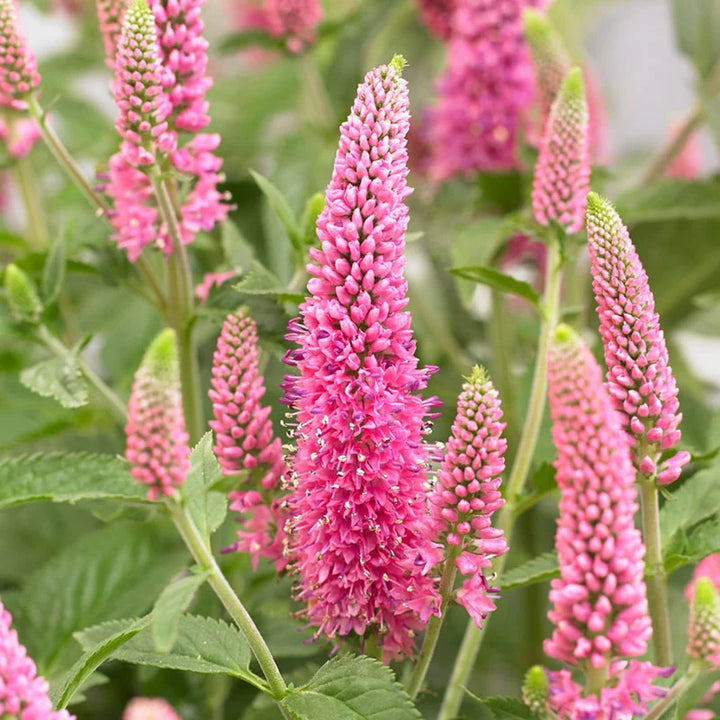 Heirloom Pink Veronica Flower Seeds for Planting – Non-GMO Spiked Blooms, High Germination Organic Garden Seeds