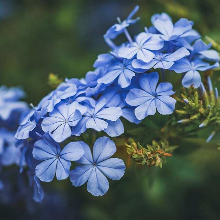 Plumbago Flower Seeds – Heirloom, Non-GMO Seeds for Planting Vibrant Blue Garden Blooms