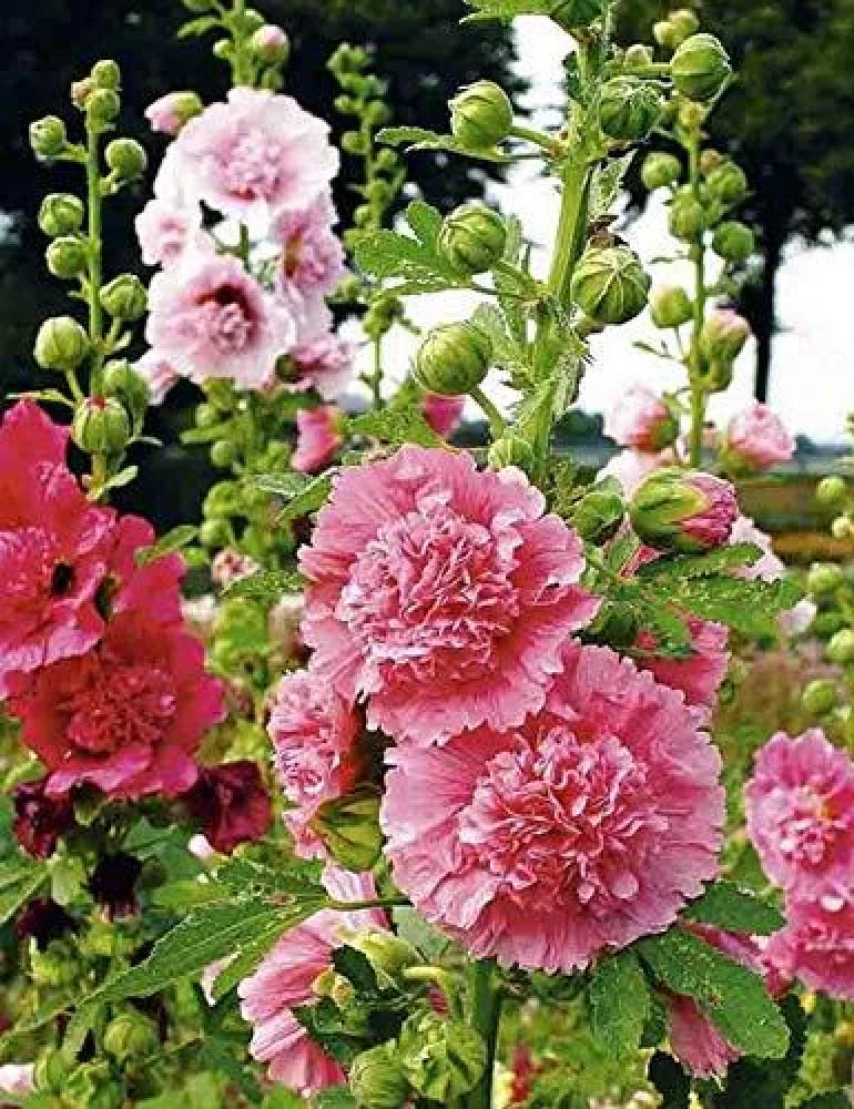 Mixed Danish Hollyhock Flower Seeds for Planting - 100 pcs