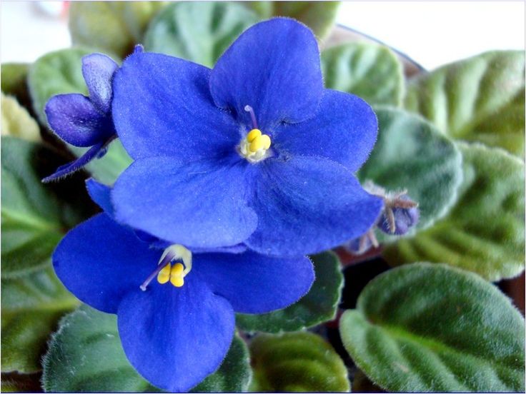 Begonias Azules Flower Seeds for Planting, Heirloom, Non-GMO, 100 pcs