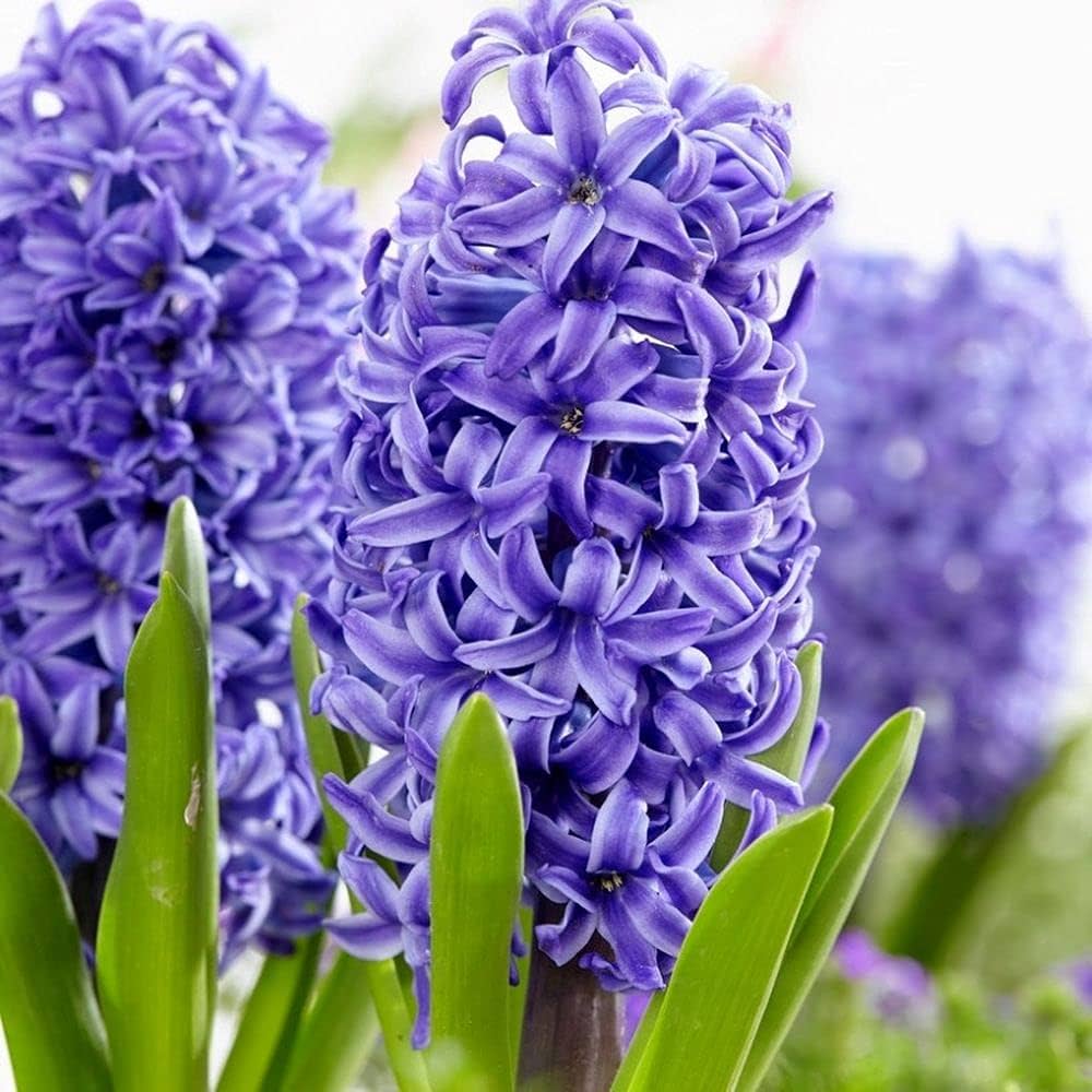 Heirloom Non-GMO Hyacinths Flower Seeds – Fragrant Spring Blooms for Garden Planting