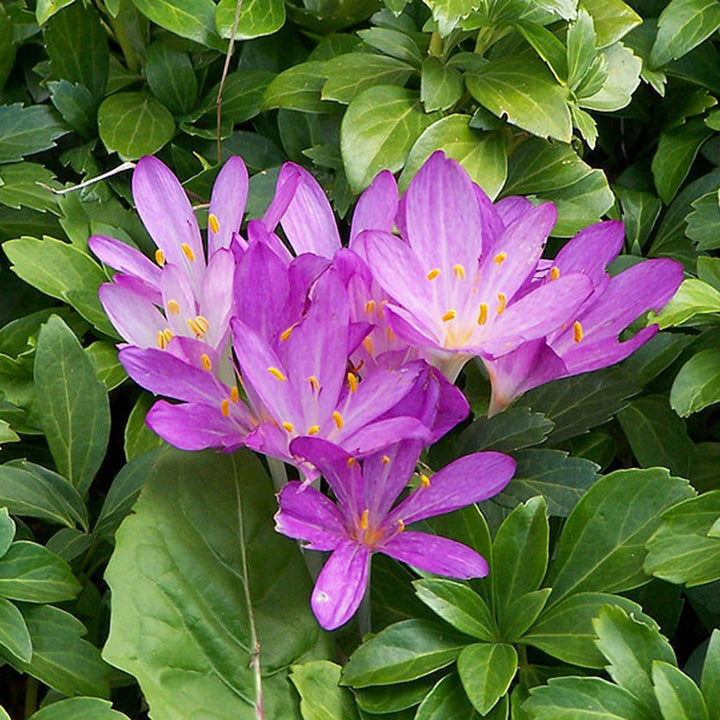 Heirloom Non-GMO Purple Colchicum Flower Seeds for Autumn Garden Planting