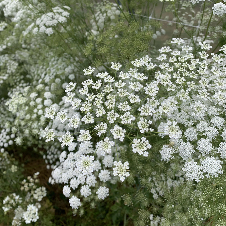 Ammi Majus Blomsterfrø til udplantning - 100 stk