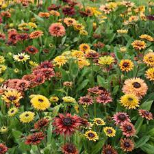 Rudbeckia Sahara Seeds for Planting - 100 pcs