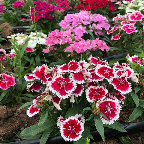 Burgundy White Dianthus Flower Seeds – Heirloom Non-GMO Blooms for Fragrant Garden Edges
