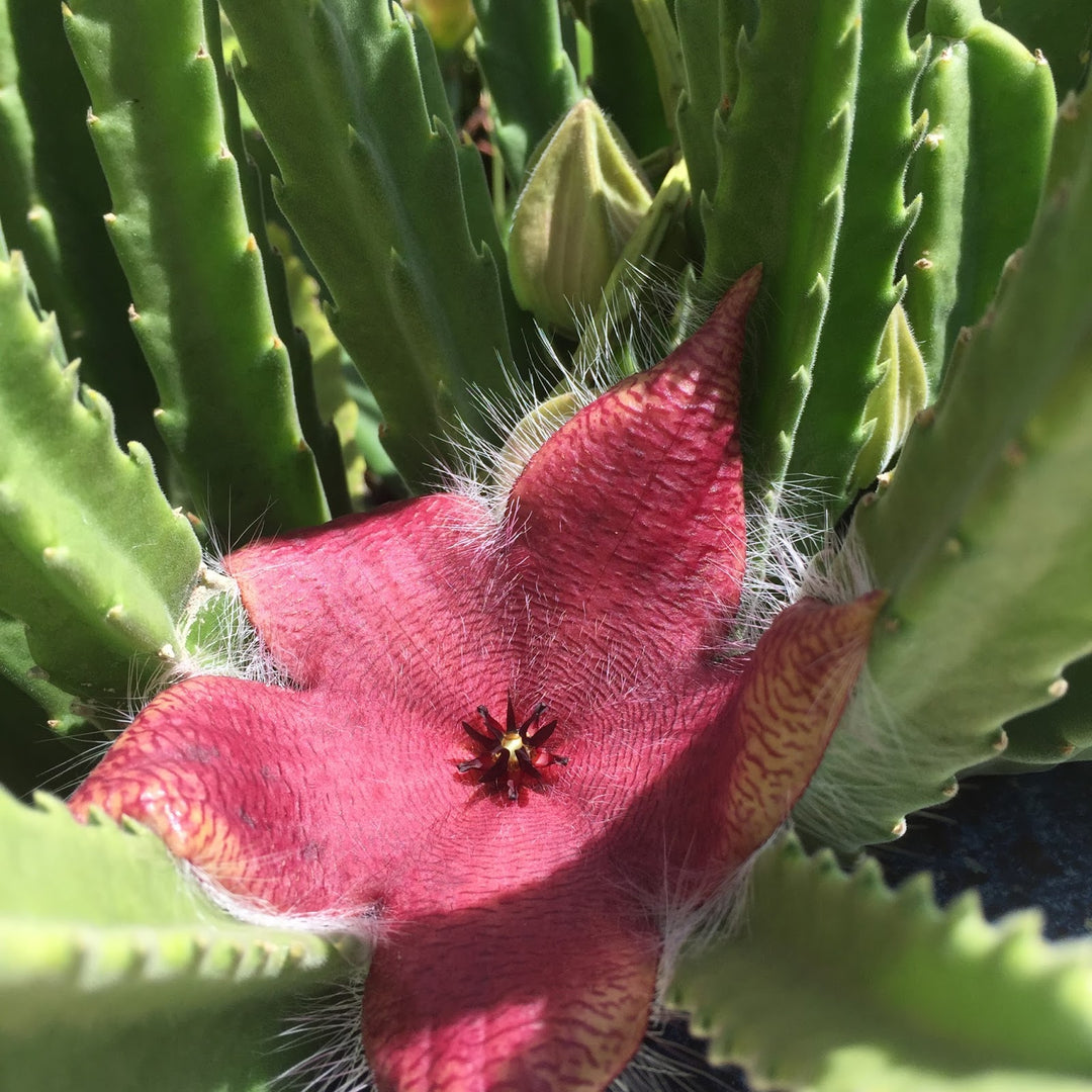 Stapelia Red Flower Seeds for Planting | Heirloom & Non-GMO Organic Garden Seeds | High Germination