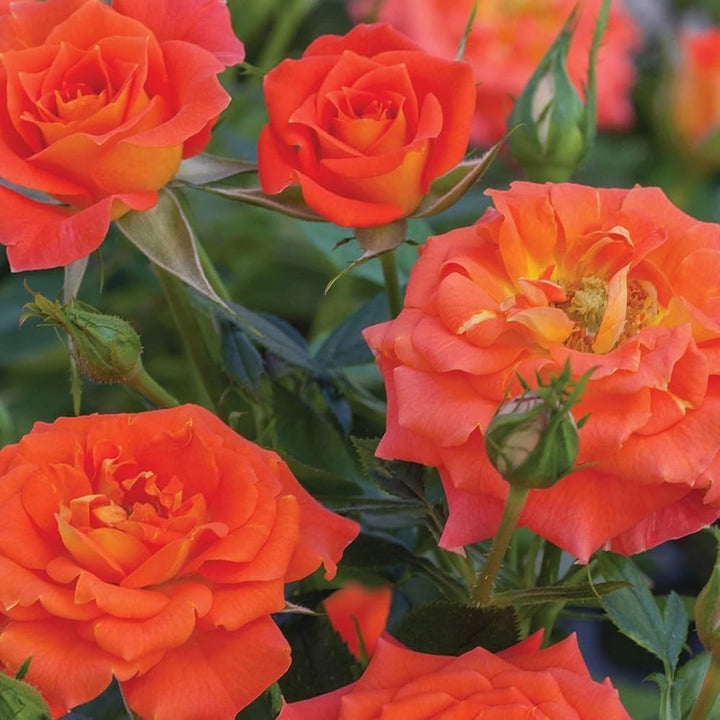 Orange Miniature Rose Heirloom Non-GMO Seeds for Planting – Vibrant Color