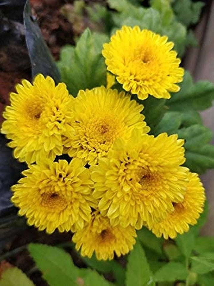 Chrysanthemum Flower Seeds, Yellow, for Planting, 100 pcs