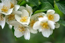 Hvide Philadelphus blomsterfrø til udplantning - 100 stk