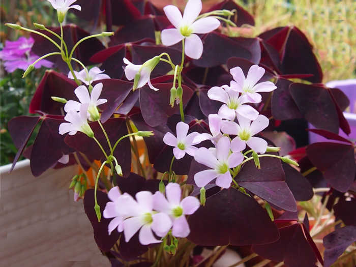 Purple Oxalis Stricta Plant Seeds – Heirloom, Non-GMO Seeds for Planting Colorful Foliage