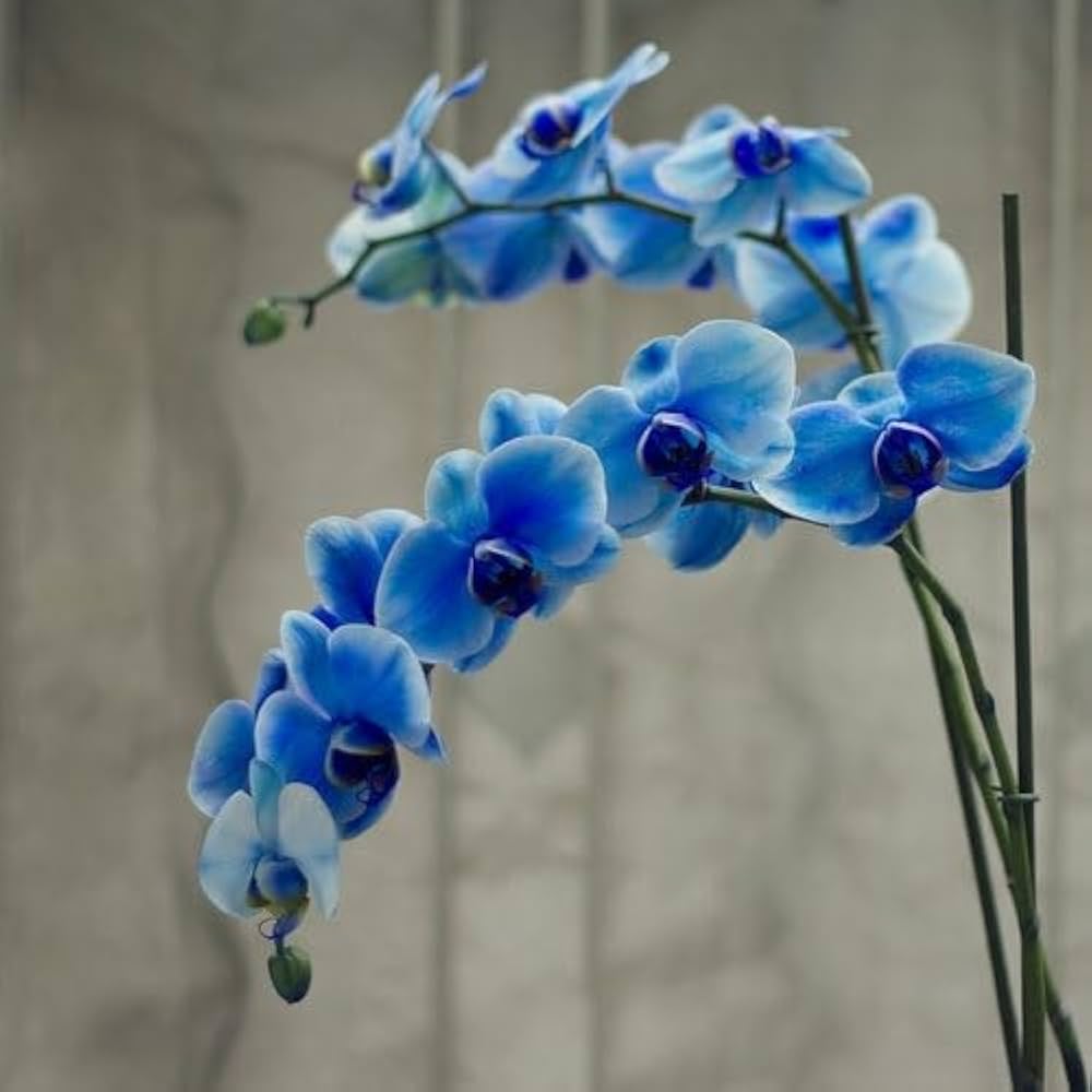 Organic Blue Phalaenopsis Orchid Seeds for Planting – Heirloom, Non-GMO Flower Seeds