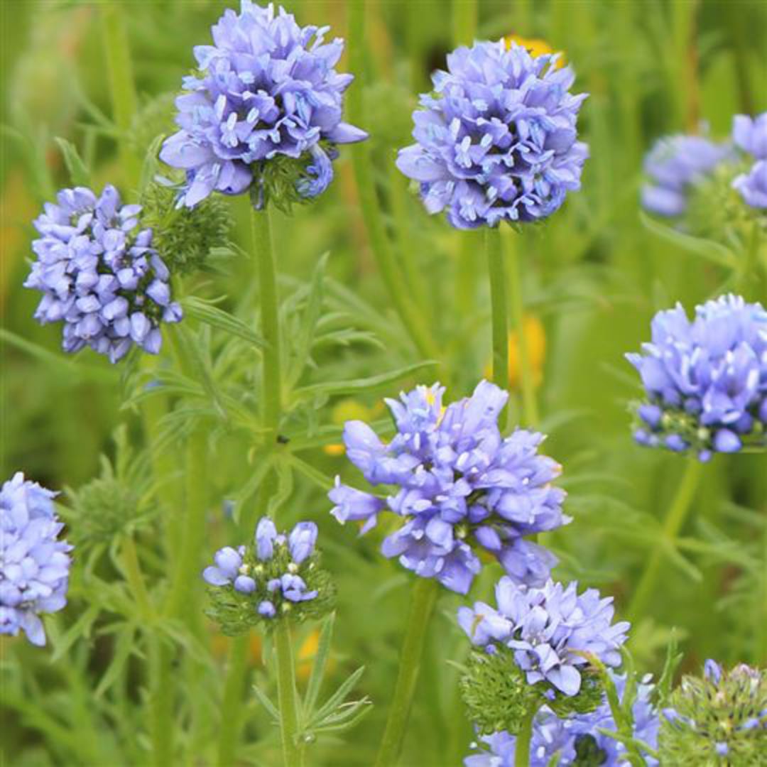 Heirloom Non-GMO Gilia Capitata Flower Seeds for Garden Planting – Blue Wildflower for Pollinators
