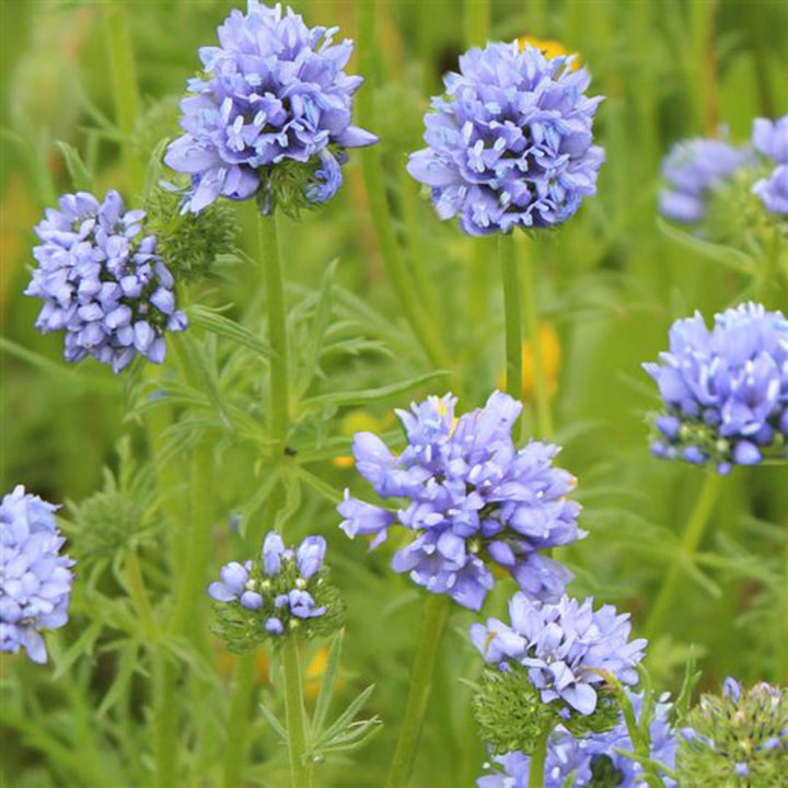 Heirloom Non-GMO Gilia Capitata Flower Seeds for Garden Planting – Blue Wildflower for Pollinators