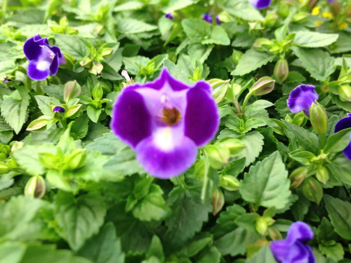 Lilla Torenia Kauai blomsterfrø til plantning - 100 stk