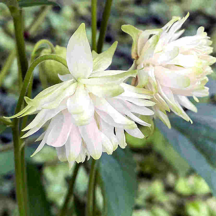 Aquilegia blondeblomsterfrø til plantning - 100 stk