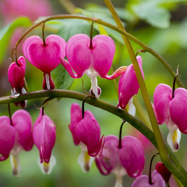 Heirloom Non-GMO Bleeding Heart Flower Seeds for Planting – Romantic Garden Borders, High Germination