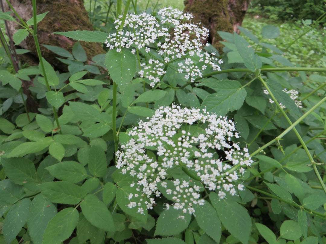 Aegopodium Podagraria frø til plantning 100 stk