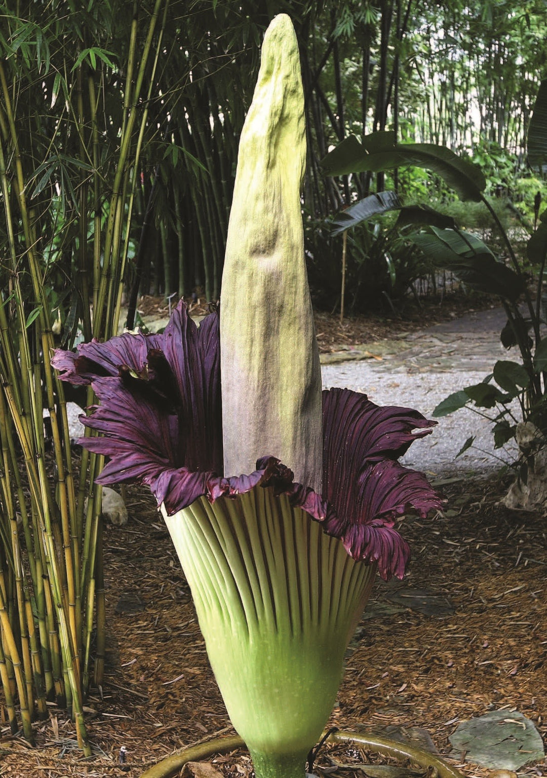 Amorphophallus blomsterfrø til plantning - 100 stk