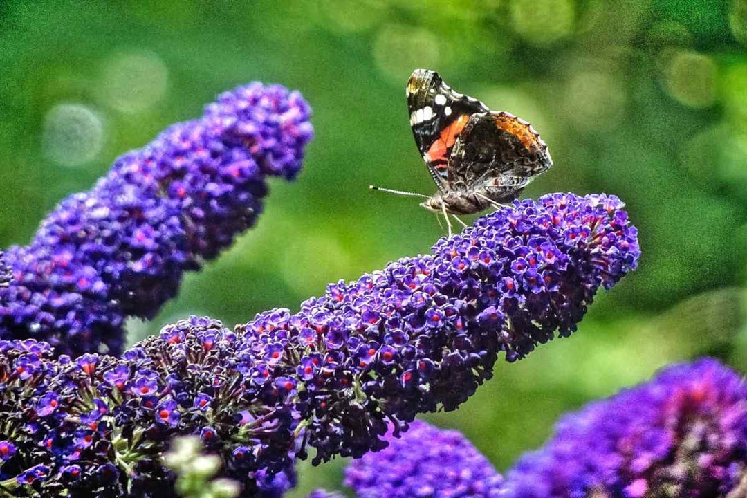 Bush Buddleia blomsterfrø til plantning - 100 stk