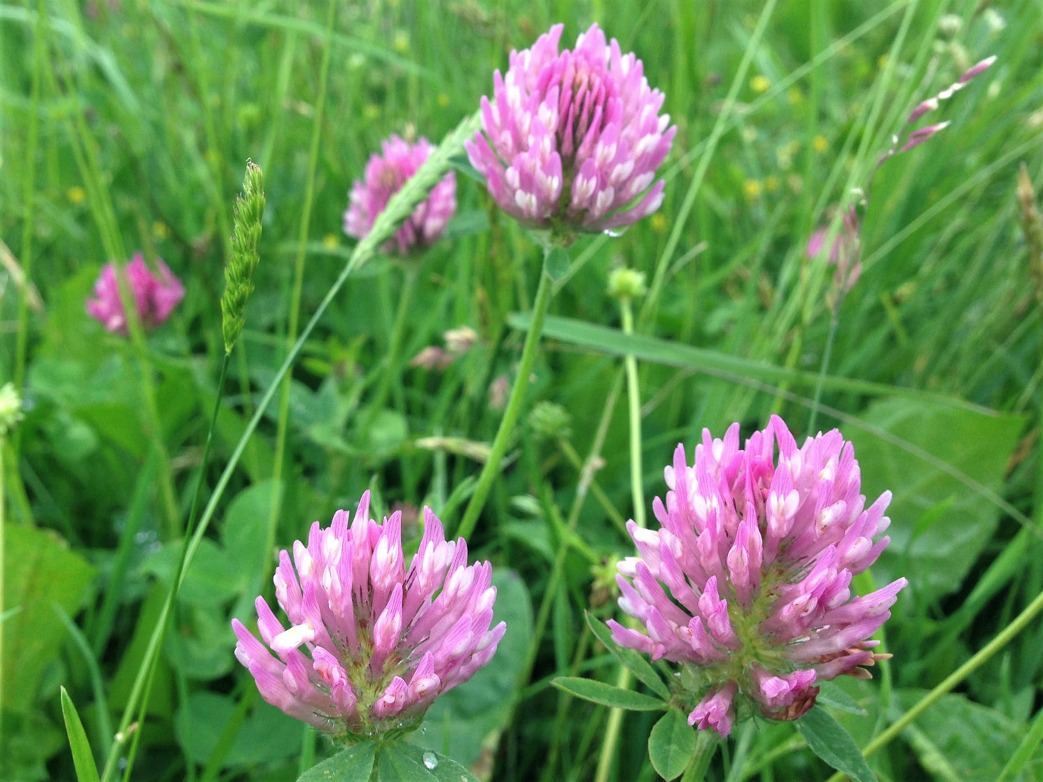 Organic Pink Clover Plant Seeds for Planting – Heirloom, Non-GMO