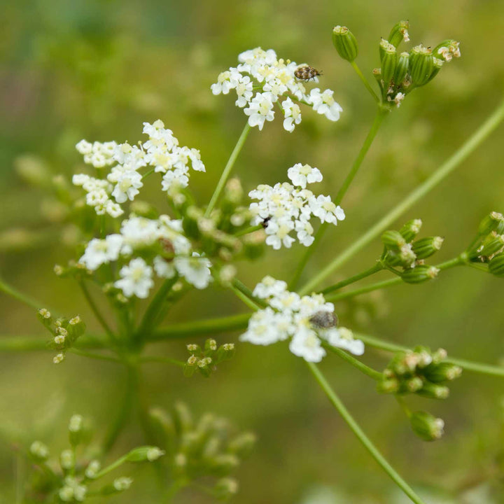 Caraway Seeds for Planting – Heirloom, Non-GMO Aromatic Herb for Culinary and Pollinator Gardens