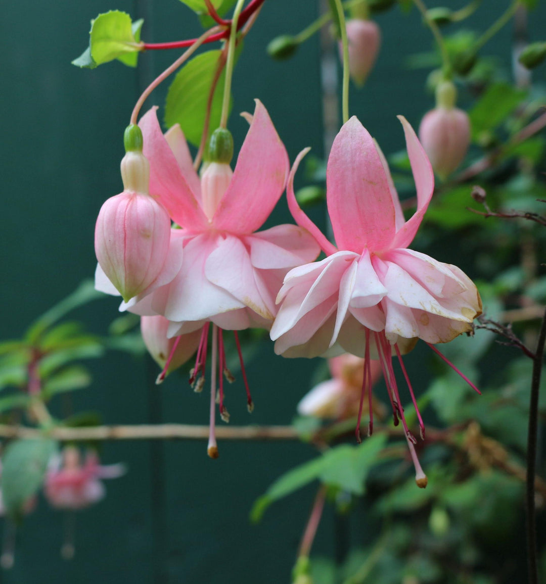 Fuchsia hvide lyserøde blomsterfrø til plantning - 100 stk