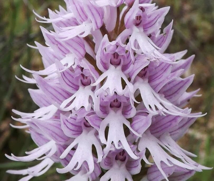 Orchis Italica Flower Seeds for Planting - 100 pcs