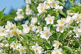 Philadelphus Coronarius Flower Seeds for Planting - 100 pcs