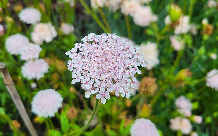 Pink Blonde Blomsterfrø til udplantning - 100 stk