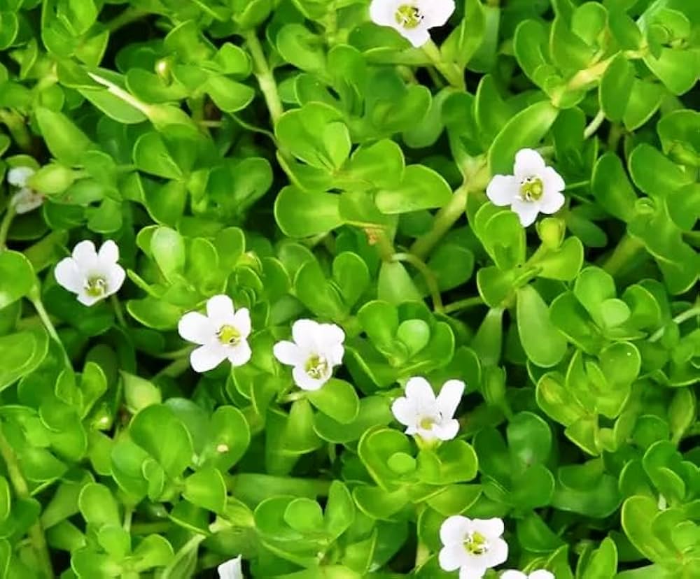 Heirloom Non-GMO White Bacopa Plant Seeds for Trailing Garden and Hanging Basket Planting