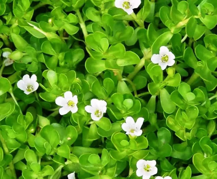 Heirloom Non-GMO White Bacopa Plant Seeds for Trailing Garden and Hanging Basket Planting