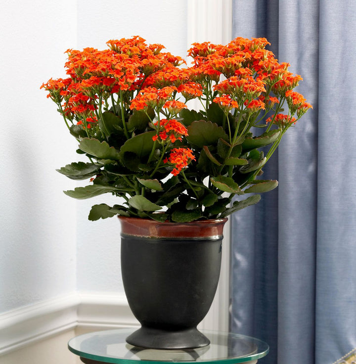 Red Yellow Kalanchoe Seeds for Planting, 100 pcs