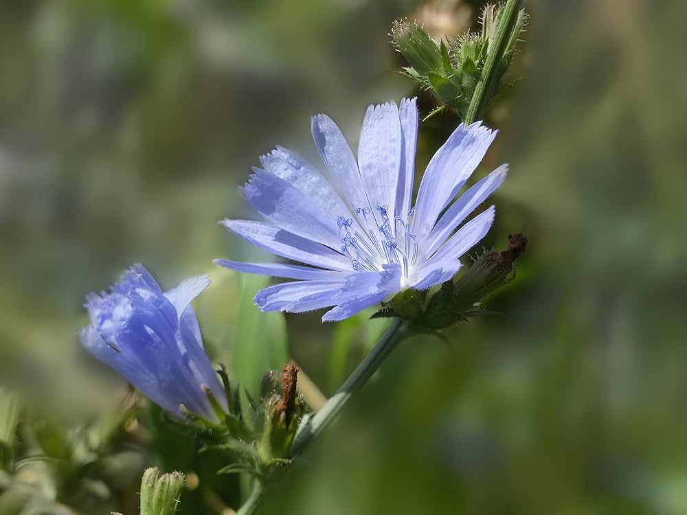 Blue Cichorium Flower Seeds for Planting, 100 pcs