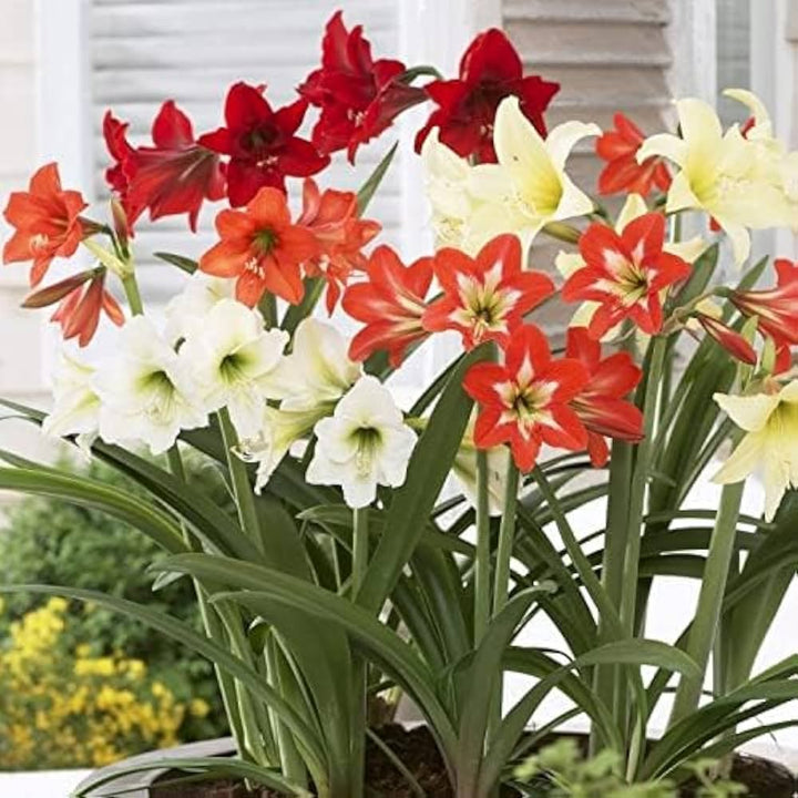 Mixed Amaryllis Bulbs Flower Seeds for Planting - 100 pcs