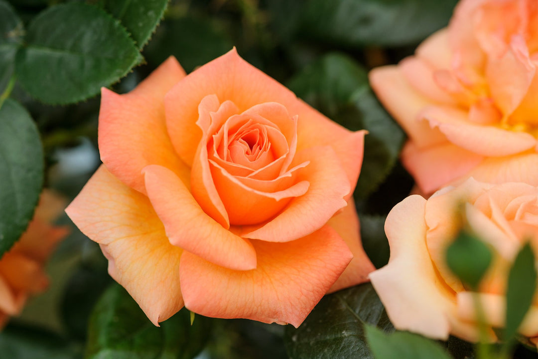 Orange Promise Rose Flower Seeds for Planting - 100 pcs