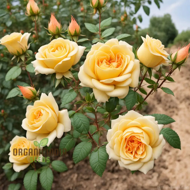 Rosa Banksiae Flower Seeds for Planting 100 pcs