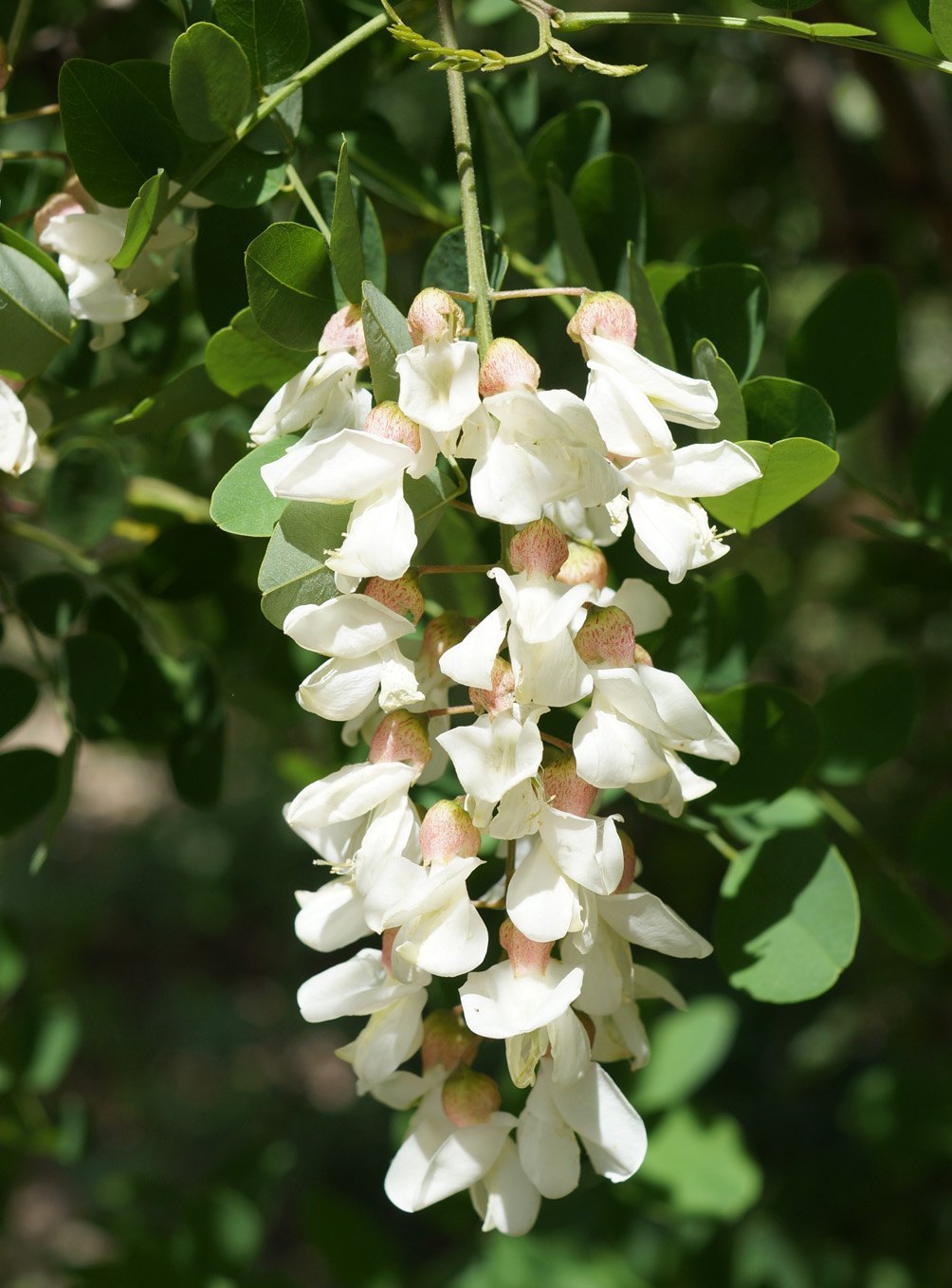 Robinia plantefrø til udplantning - 100 stk