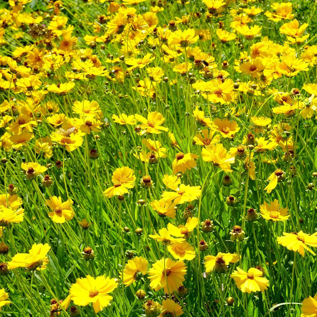 Yellow Coreopsis Lance Flower Seeds for Planting, 100 pcs