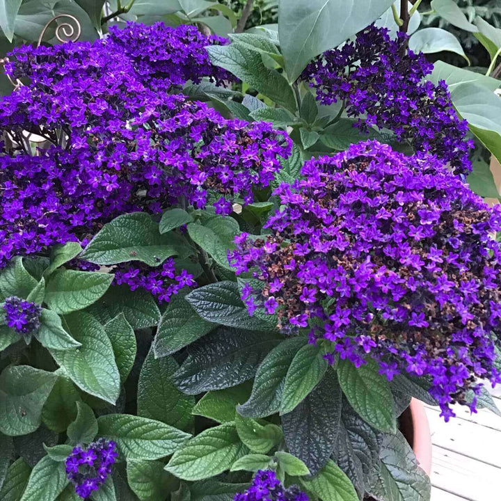 Friske Heliotrope Blomsterfrø til Plantning - 100 stk