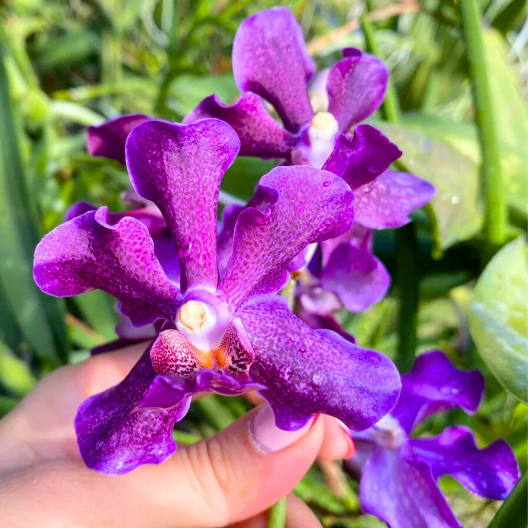 Lilla Ascocentrum Blomsterfrø til udplantning, 100 stk