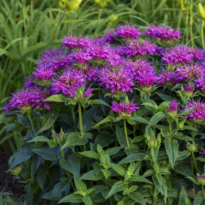 Beebalm Flower Seeds – Heirloom, Non-GMO Seeds for Planting Fragrant Garden Blooms