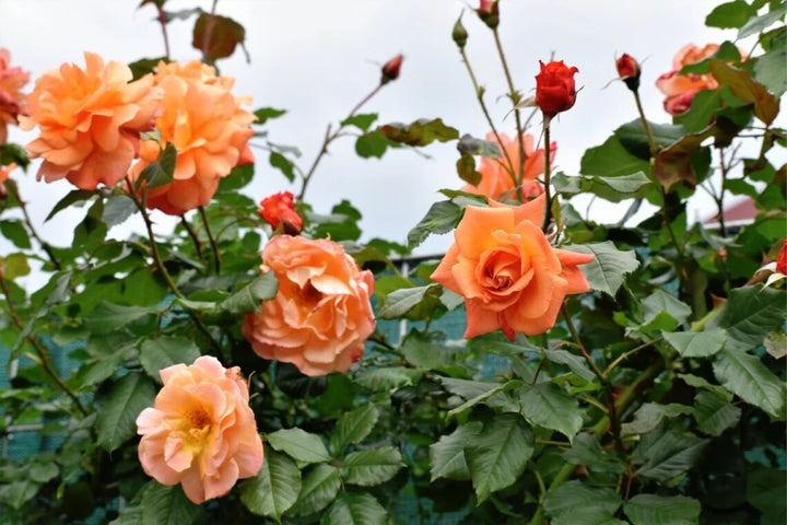 Fuld orange klatrerose blomsterfrø til udplantning, 100 stk