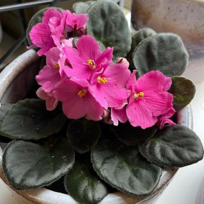 African Violet Flower Seeds in Pink - 100 pcs